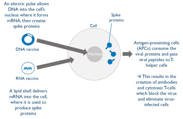 Vaccines using nucleic acid 
