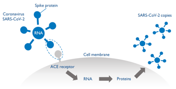 covid virus-2